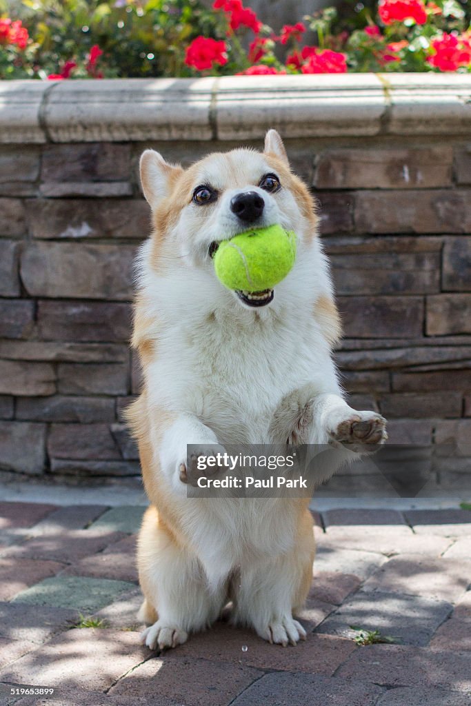 Corgi catching ball