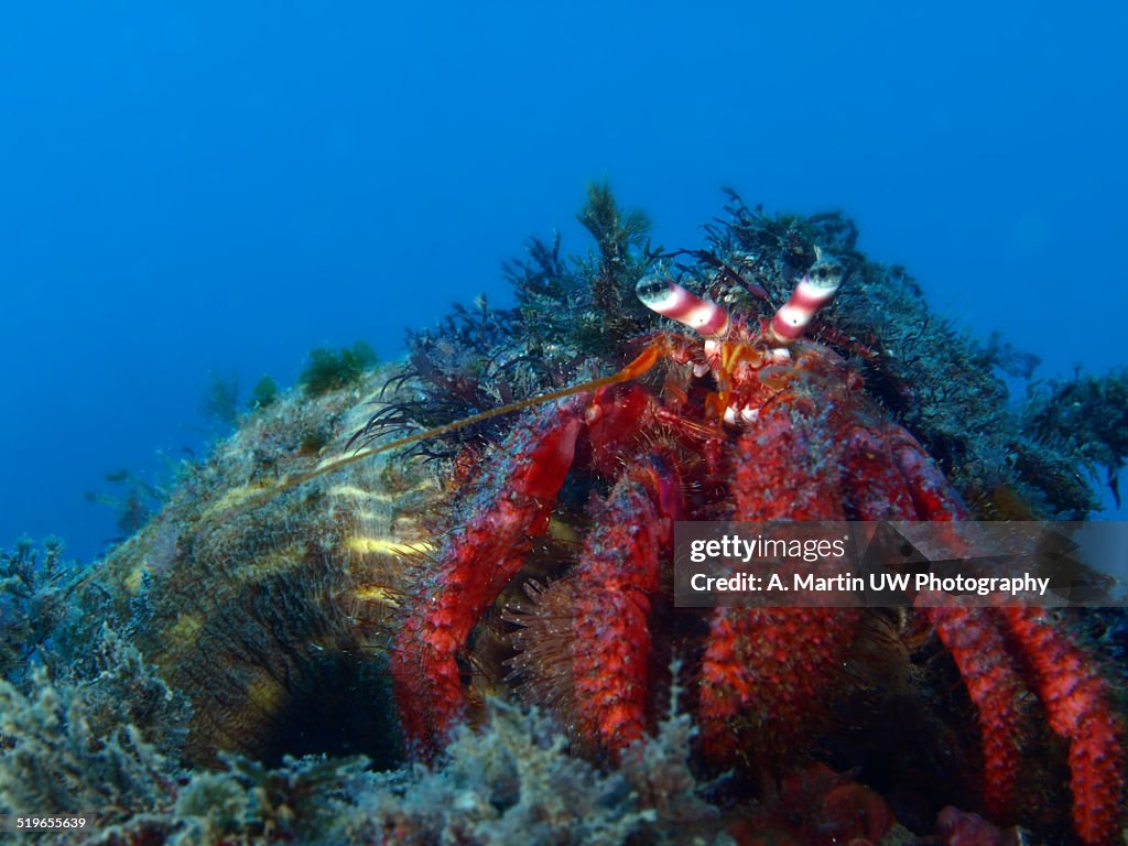 Hermit crab