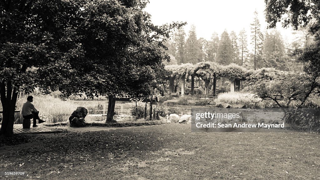 Man sitting under tree by lotus pond