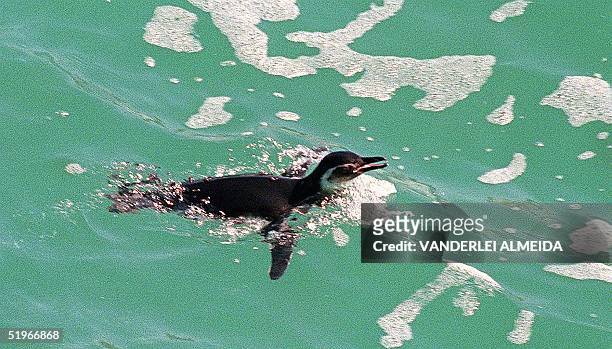 Penguin swims in the beach of Leme in Rio de Janeiro, Brazil, 15 July 2000. In the last few days, due to the cold weather and the austral water...