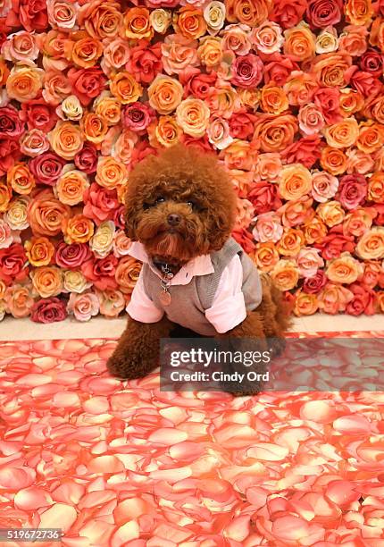 Allan Monteron's dog Agador at Birdcage Spring Launch Event At Lord & Taylor on April 7, 2016 in New York City.