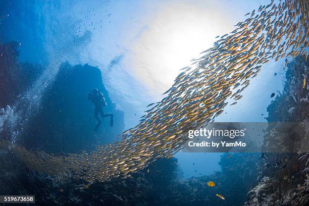 observation - scuba diver coral stock pictures, royalty-free photos & images