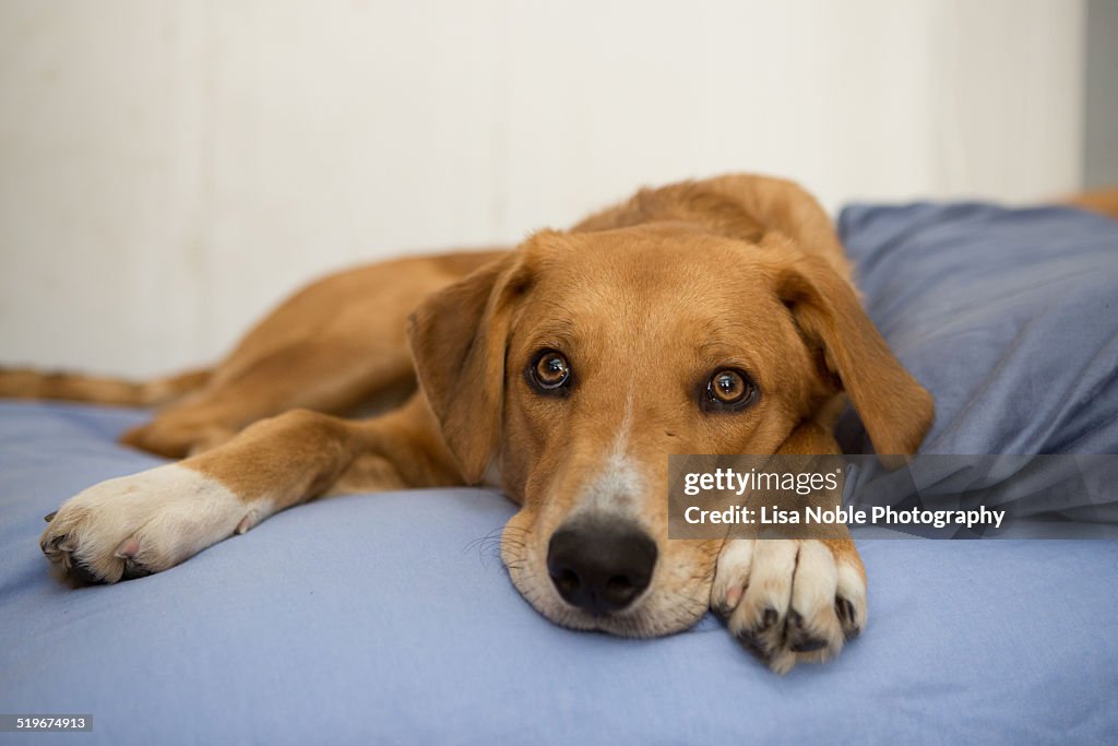 Mixed breed dog lays on bed