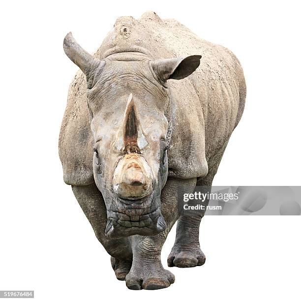 nashorn mit clipping path auf weißem hintergrund - rhino stock-fotos und bilder