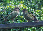 Kia Parrots in captivity