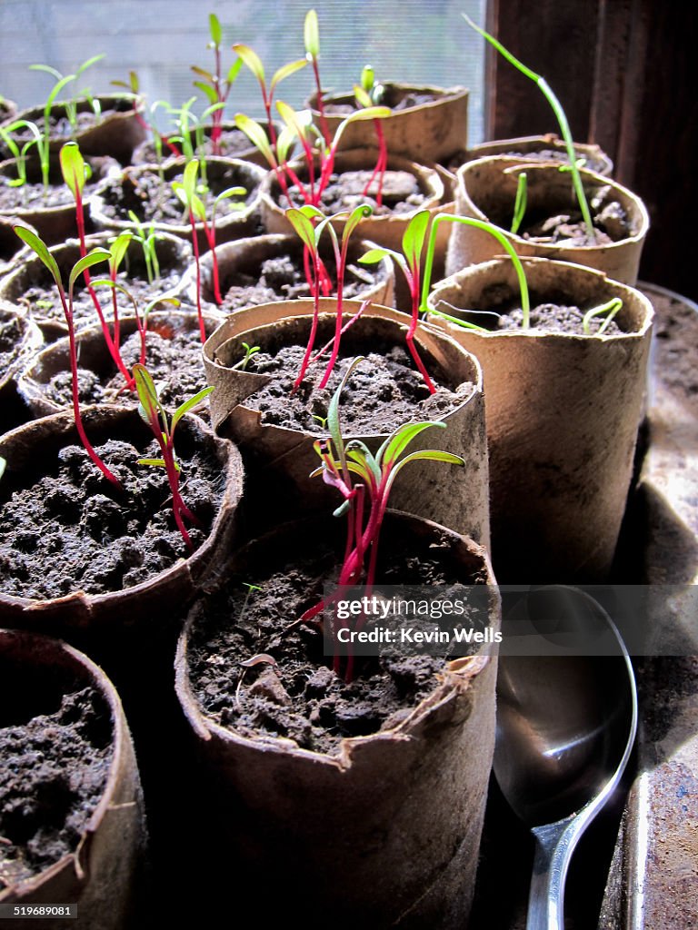 Seedlings growing out of cardboard tubes