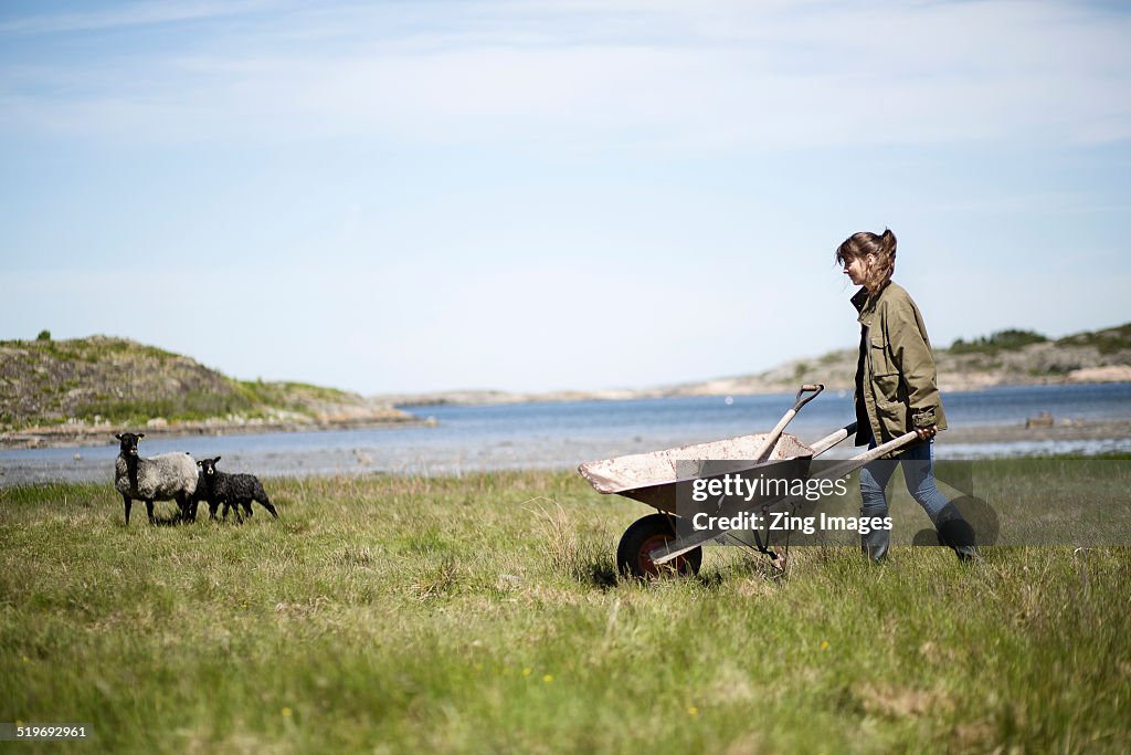 Woman with wheelbarrow