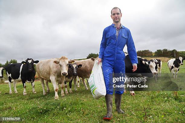 man in blue boiler suit walking , cows in field - cows uk stock pictures, royalty-free photos & images