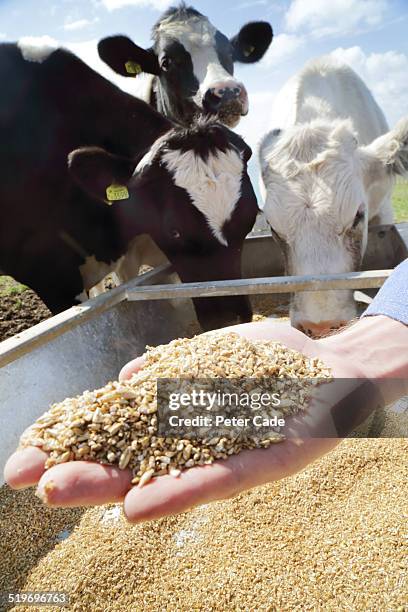 hand full of grain , cows in the background - feeding cows stock pictures, royalty-free photos & images