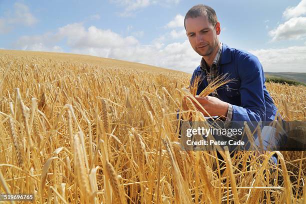 farmer in field of wheat looking at the wheat . - cereal plant stock pictures, royalty-free photos & images