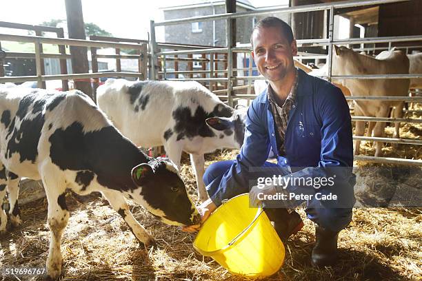 man smiling at camera on farm feeding calves - happy cow stock-fotos und bilder
