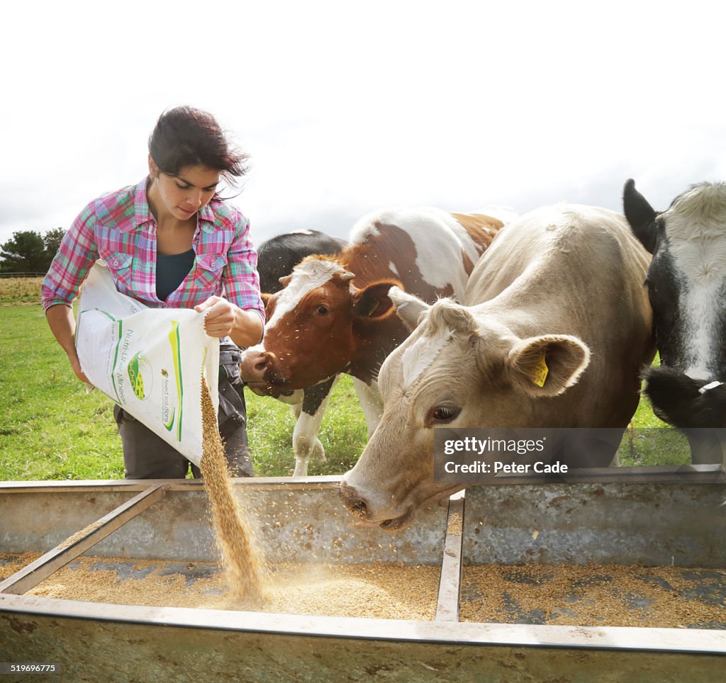 Woman farmer  feeding the cows