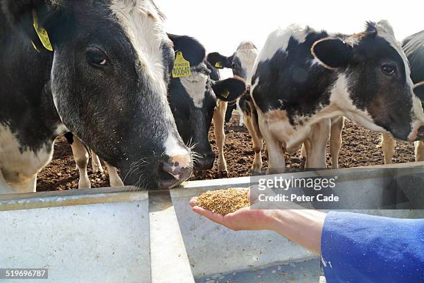 hand full of grain ,cows in the background - animal feed fotografías e imágenes de stock