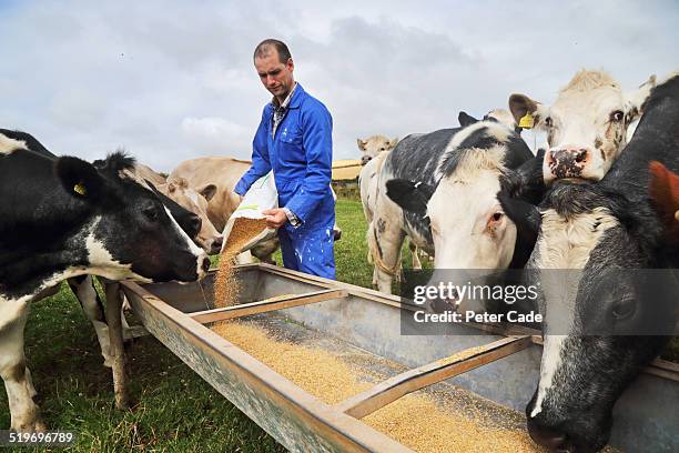 farmer in blue boiler suit feeding cows - nutztier stock-fotos und bilder