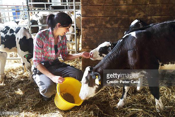 woman on a farm feeding the calves - female animal 個照片及圖片檔