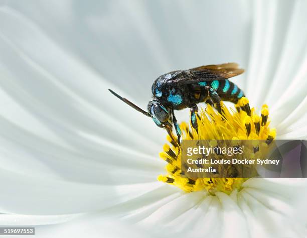 a neon cuckoo bee on a cosmos flower - louise docker sydney australia stock pictures, royalty-free photos & images