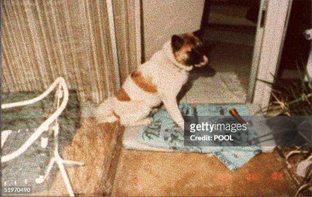 Photo released 08 February during the O.J. Simpson double murder trial shows O.J. Simpson ex-wife Nicole Brown Simpson's akito dog "Kato" which led...