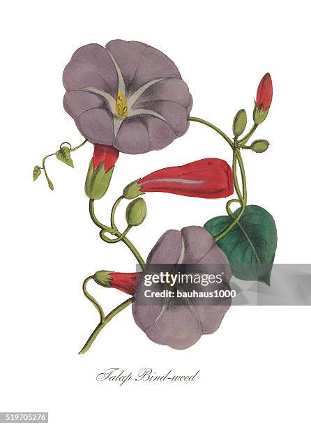 ビクトリアの植物のイラストレーションハマヒルガオまたはモーニンググローリー - あさがお点のイラスト素材／クリップアート素材／マンガ素材／アイコン素材