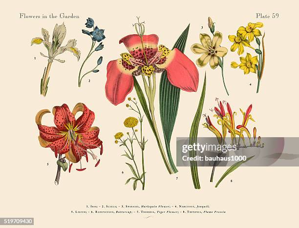 24,195 Victorian Botanical High Res Illustrations - Getty Images