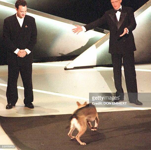 Host David Letterman and actor Tom Hanks watch Sadie the dog perform a stupid pet trick during the 67th Annual Academy Awards 27 March in Los...