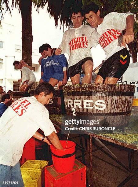 Harvest workers of the Vina Miguel Torres vineyard take part in a grape-stomping contest in Curico,Chile,18 March during the festivities marking the...