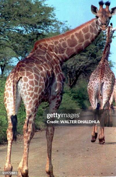 Giraffe family strolls on the road during the centenary celebration of the Hluhluwe Game Reserve, Northern Natal, South Africa 30 April. Speaking at...