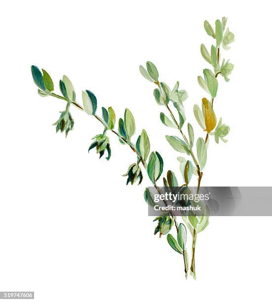 jojoba watercolor painting - jojoba stock illustrations