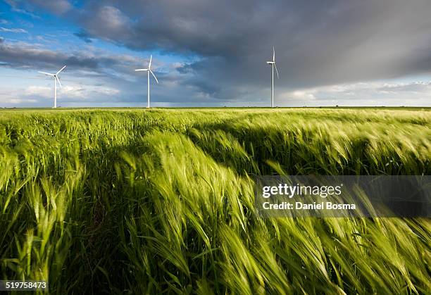 wind blowing through field of grain - noord holland landschap stockfoto's en -beelden