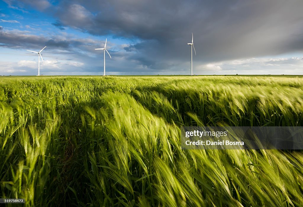 Wind blowing through field of grain