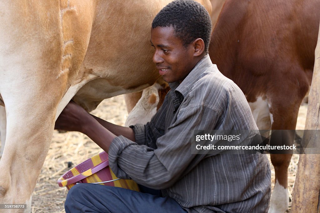 A shepherd milking a cow
