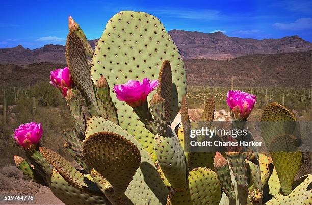 close up of prickly pear cactus in bloom - organ pipe cactus national monument stockfoto's en -beelden