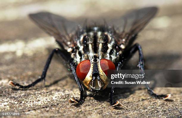 flesh fly - mosca de la carne fotografías e imágenes de stock