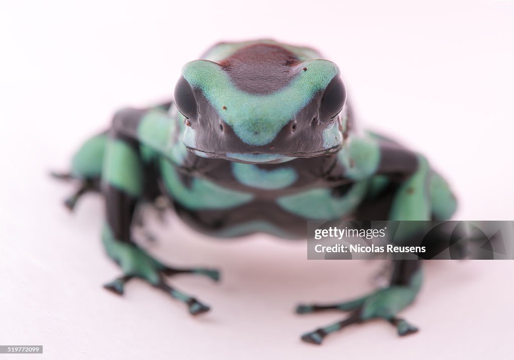 Dendrobates auratus