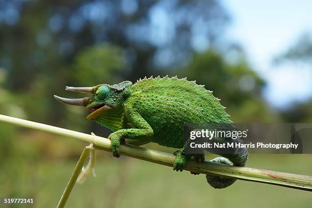 male jackson's chameleon on branch - jacksons chameleon stock pictures, royalty-free photos & images
