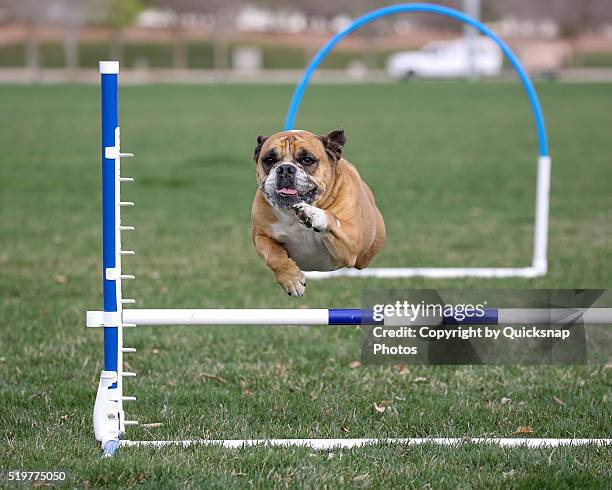 English bulldog head on coming over agility jump