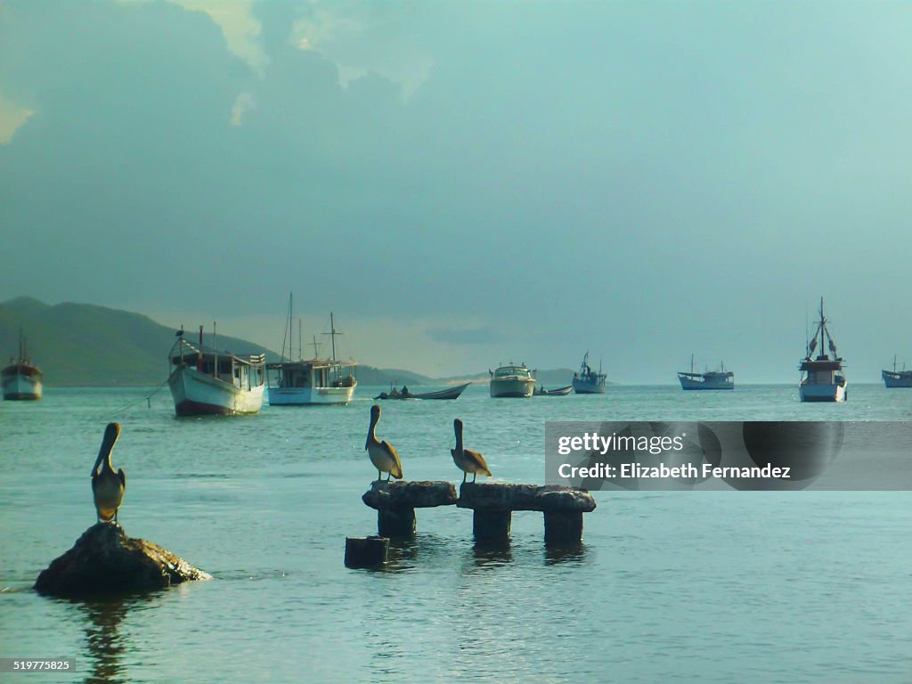 Boats and birds in Juan Griego bay.