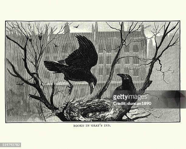 rook's in their nest at gray's inn, london - rook stock illustrations