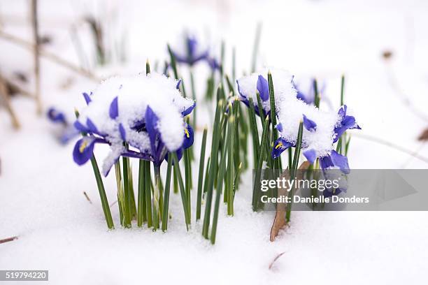 spring snow covers dwarf iris flowers - iris reticulata stock pictures, royalty-free photos & images