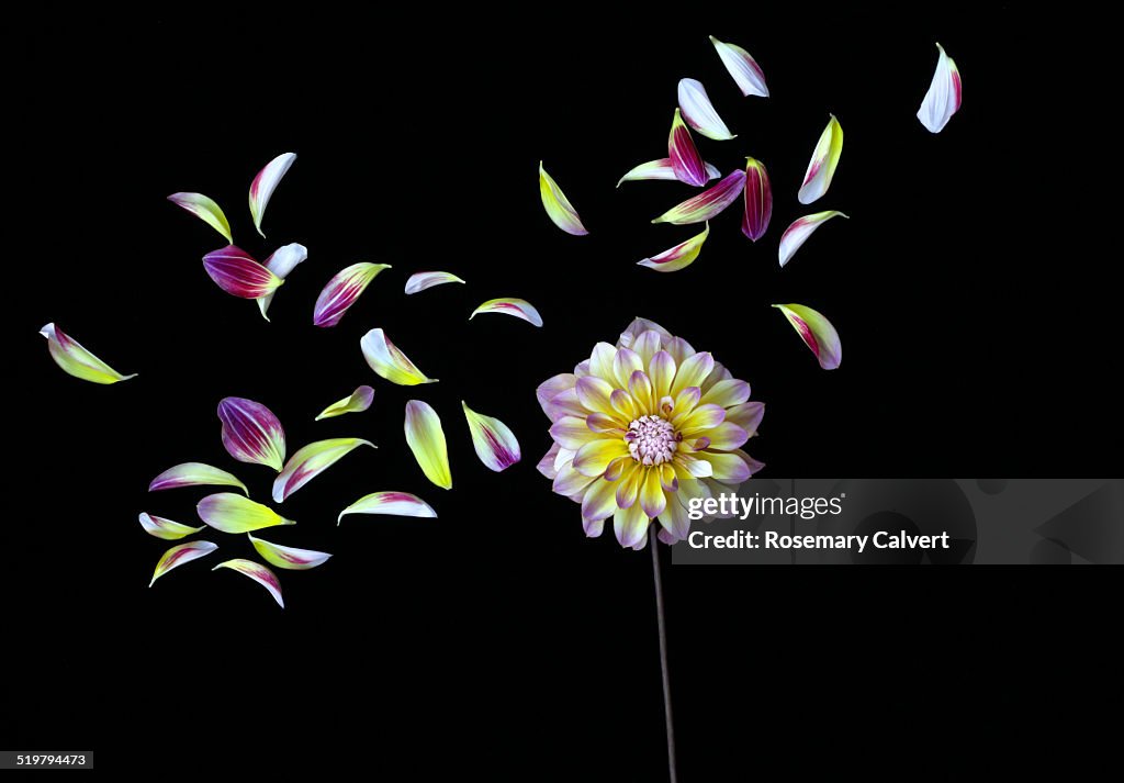 Petals fly free, on a black background.