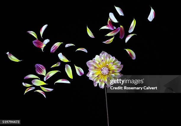 petals fly free, on a black background. - petal imagens e fotografias de stock