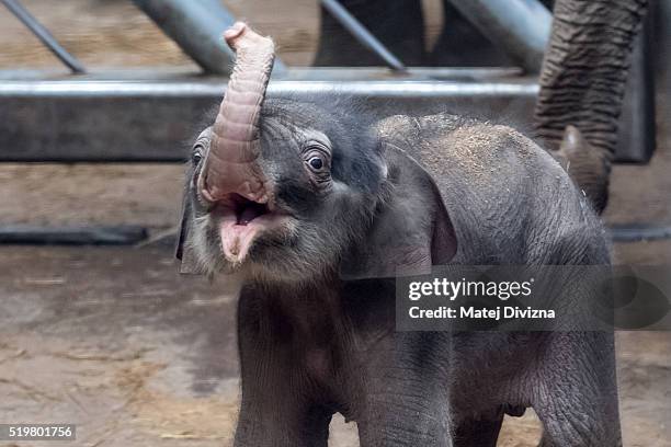 Three-old-day male baby Asian elephant stands next to his mother Janita in their enclosure at Prague Zoo on April 8, 2016 in Prague, Czech Republic....