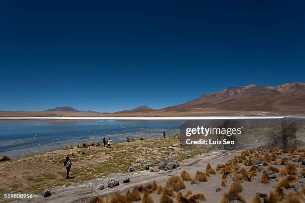 tourist at laguna salada, bolivia - salada stock pictures, royalty-free photos & images