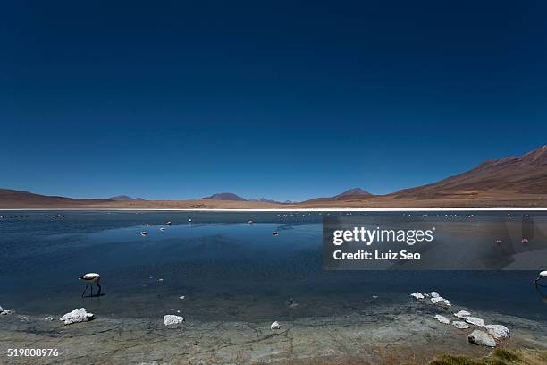 flamencos at laguna salada in bolivia - salada stock pictures, royalty-free photos & images