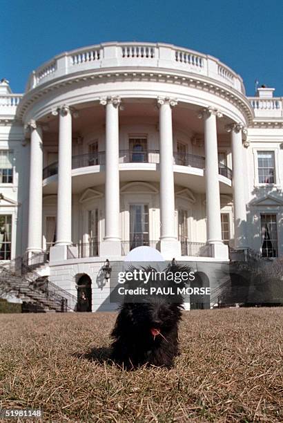 In this picture released 31 January 2001 by the US White House, Barney, a Scottish terrier, sits on the south lawn of the White House 23 January...