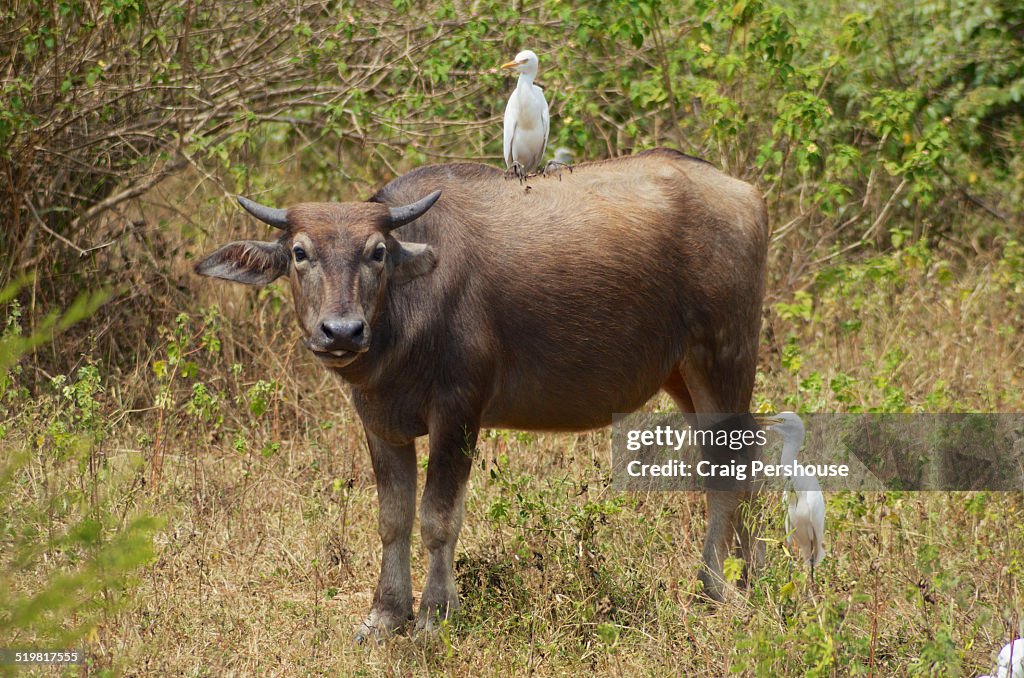 Cow with attendant white egrets