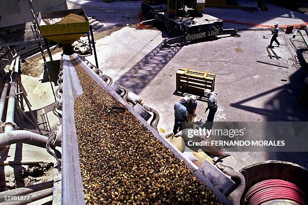 Workers in a concrete company load bags of low quality coffee to use it as fuel for the functionning of the plant in el Progreso, Guatemala, 30 March...