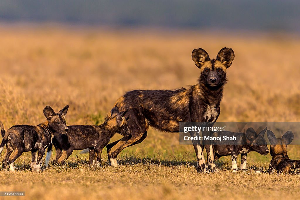 African wild dog playing with puppies