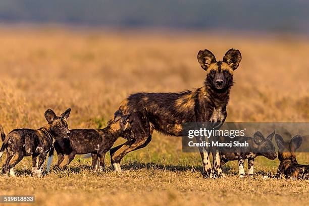 african wild dog playing with puppies - african wild dog stock pictures, royalty-free photos & images