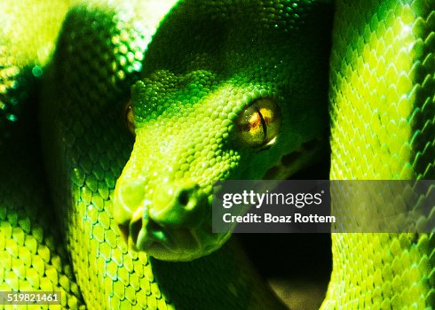 Green Tree Python snake Green Tree Python snake