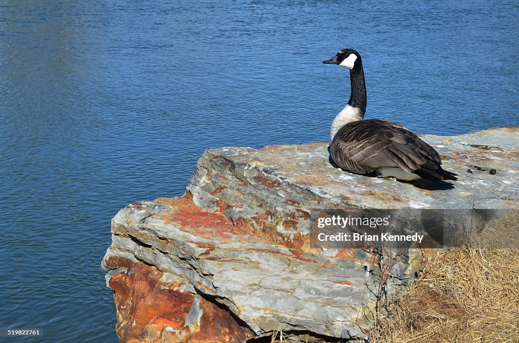 Resting Goose